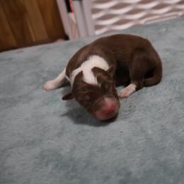 Mipha - Red tri-color female Australian Shepherd puppy in Woodinville, Washington from Cornerstone Australian Shepherds