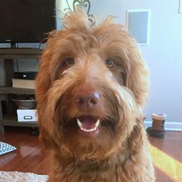 Copper - Australian Labradoodle