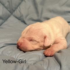 Silver Girl - Dogo Argentino puppy in Iowa from Lucky 7 Dogos