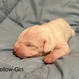Silver Girl - Dogo Argentino puppy in Iowa from Lucky 7 Dogos