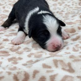 Boy 1 - Black tri male Miniature Australian Shepherd puppy in Arcadia, Indiana from Sunset Cowgirl Mini Aussies