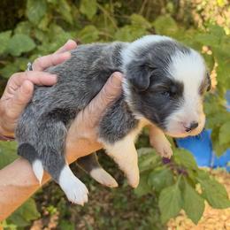 Boy 1 - male Border Collie puppy in Foley, Alabama from Bama Border Collies