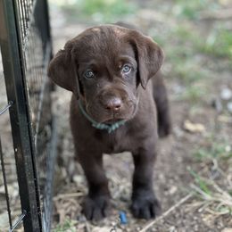 Dilute Retriever and Labrador Retriever Puppies from The Sugar & Spice Ranch Labrador Retrievers