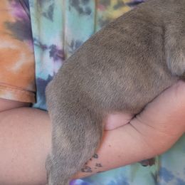 French Bulldog Puppies from Honey Hole Frenchies