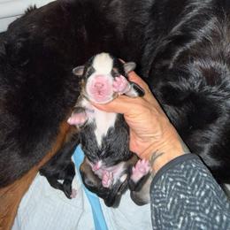 Boy 1 - Tri-color male Bernese Mountain Dog puppy in Yuciapa, California from AlltheDoodlez_