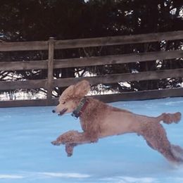 Poodle Puppies from Prissy Pants Poodles LLC