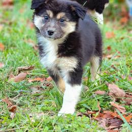Calamity Jane - Black tri-color female Australian Shepherd puppy in Keyser, West Virginia from Heartfelt Hollow Farm