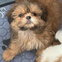 Birkin - Cream and white male Shih Tzu puppy in Gilbert, Arizona from 🌗 New Moon Shih Tzu 🌗
