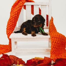 Oogie Boogie - Tri-color male Bernedoodle puppy in Munster, Indiana from Miranda’s Sunshine Poodles and Doodles