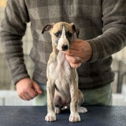 Idun - Fawn brindle Whippet puppy in Broomtown, Alabama from Hounds of Christeva