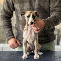 Idun - Fawn brindle Whippet puppy in Broomtown, Alabama from Hounds of Christeva
