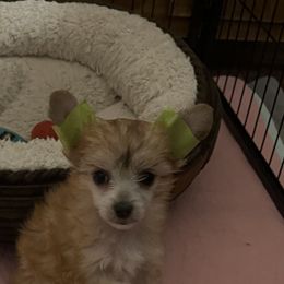 Boy 2 - male Chinese Crested puppy in Pine County, Minnesota from Breezy Meadows