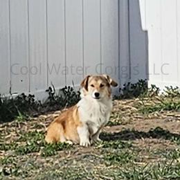 Mistletoe - Sable Pembroke Welsh Corgi puppy in Kiowa, Colorado from Cool Water Corgis LLC