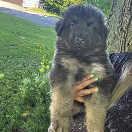 Oliver - Blue male German Shepherd puppy in Watervliet, Michigan from M&M Shepherd Farms