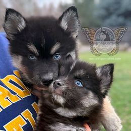 Monarch Abe - Black and white male Pomsky puppy in Greeley, Colorado from Monarch Pomskies | Northern Colorado