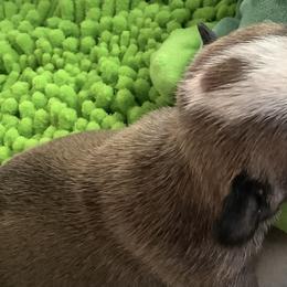 Girl 3 - Brindle female Bulldog puppy in Tierra Verde, Florida from Destiny Kennel