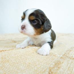 Kiwi Chocolate Tri Color - Chocolate female Cavalier King Charles Spaniel puppy in Nampa, Idaho from Heart Mountain Cavaliers & Floating Feathers Kennel