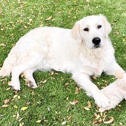 Ivy - Golden Retriever