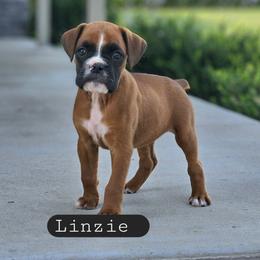 Linzie - Fawn female Boxer puppy in Newville, Pennsylvania from Zimmerman's Pets