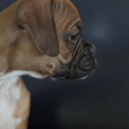 Boxer Puppies from TwinBrook Boxers