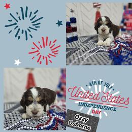 Ozzy OsborneBoy 5 - Liver and white male English Springer Spaniel puppy in Saginaw, Michigan from Kemerer Springers