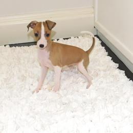 Nate' Female 3 - Red female Italian Greyhound puppy in Sparta Tn And Caryville Fl, Tennessee from Summerwind Kennel