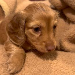 Bear - Chocolate and tan male Dachshund puppy in Kempner, Texas from House of Dachshunds Texas