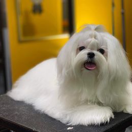 Lucy - Maltese