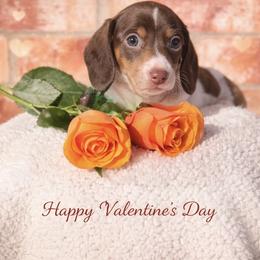 Ristretto - Piebald male Dachshund puppy in Deming, New Mexico from FoxieDoxies of New Mexico