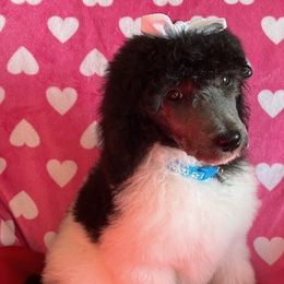 Girl 4 - Parti Poodle puppy in Beloit, Wisconsin from Parti Poodle Ranch