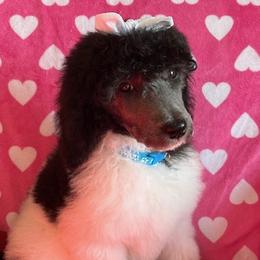Girl 4 - Parti Poodle puppy in Beloit, Wisconsin from Parti Poodle Ranch