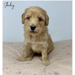 Shirley - Apricot female Australian Labradoodle puppy in Sacramento, California from Little Farmstead Labradoodles