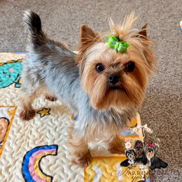 Nemo - Yorkshire Terrier