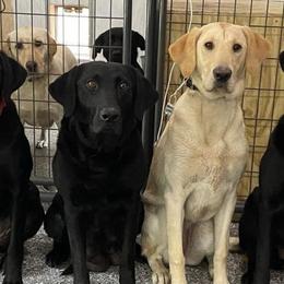 Labrador Retrievers from Hillcrest Farm