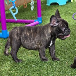 Evander - Brindle male French Bulldog puppy in Polk City, Florida from Best Friend Frenchies, LLC