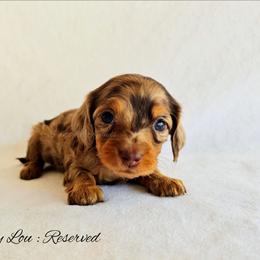 Cindy Lou - Dapple female Dachshund puppy in Quitman, Mississippi from S-and-A Kennels