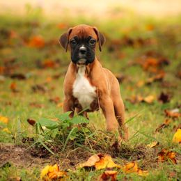 Boxer Puppies from Boxer Boulevard