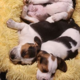 Beagle Puppies from Tymber Lake Beagles