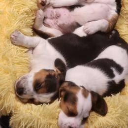 Beagle Puppies from Tymber Lake Beagles