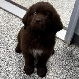Graham - Brown male Newfoundland puppy in Saukville, Wisconsin from Crossroads Canines ~ Newfoundland Dogs