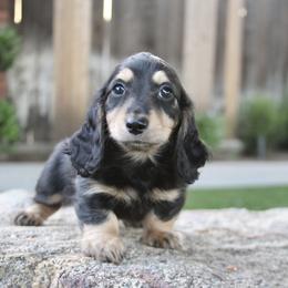 Dachshund Puppies from Rustic Bark Page's Dachshunds