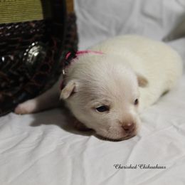 Princess - Cream female Chihuahua puppy in Willamina, Oregon from Cherished Chihuahuas