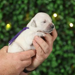 Poppy - Light golden female Golden Retriever puppy in Payette, Idaho from Stonewick Retrievers