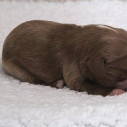 Leo - Ruby male Cavalier King Charles Spaniel puppy in Leonard, Texas from Rising Star Kennels