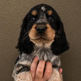 Shenanigans aka Nanny - Tri-Roan female English Springer Spaniel puppy in Fort White, Florida from Thunderbird Springers