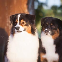 Australian Shepherd All Grown Up from Kraftbrewd Australian Shepherds