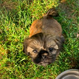 Newfoundland and Shih Tzu Puppies from Grand Meadow Newfoundlands