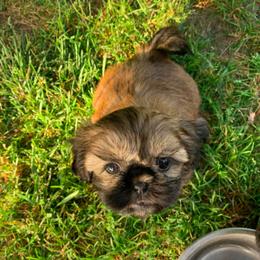 Newfoundland and Shih Tzu Puppies from Grand Meadow Newfoundlands