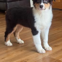 Licorice- btm5 - Black tri-color male Australian Shepherd puppy in Chehalis, Washington from Wandering Acres Ranch