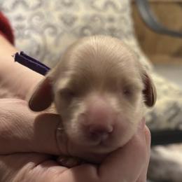 Purple Collar - Cream female Dachshund puppy in Belfair, Washington from Devoted Doxies, Lorraine’s Yorkies